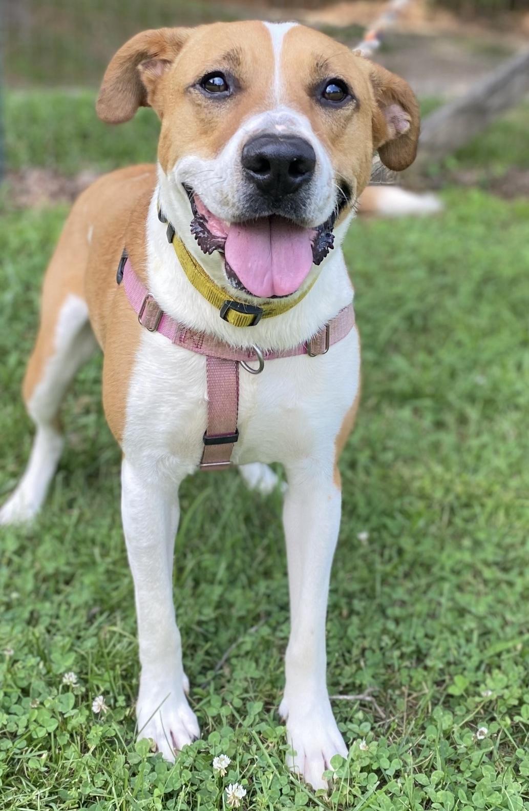 Spice, a Adoptable mixed breed in Horse Shoe, NC image 2/5