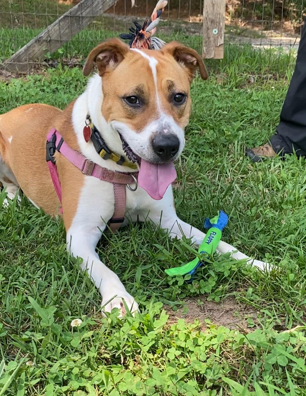 Spice, a Adoptable mixed breed in Horse Shoe, NC image 3/5