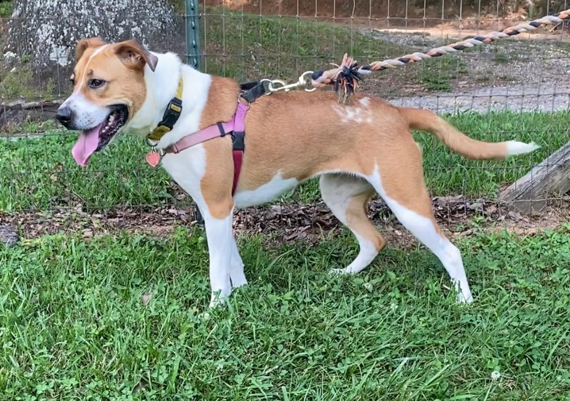 Spice, a Adoptable mixed breed in Horse Shoe, NC image 4/5