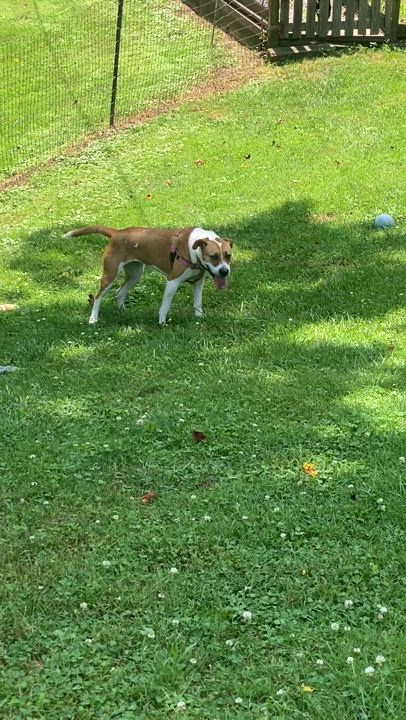 Enlarge Spice, a Adoptable mixed breed in Horse Shoe, NC video 5/5