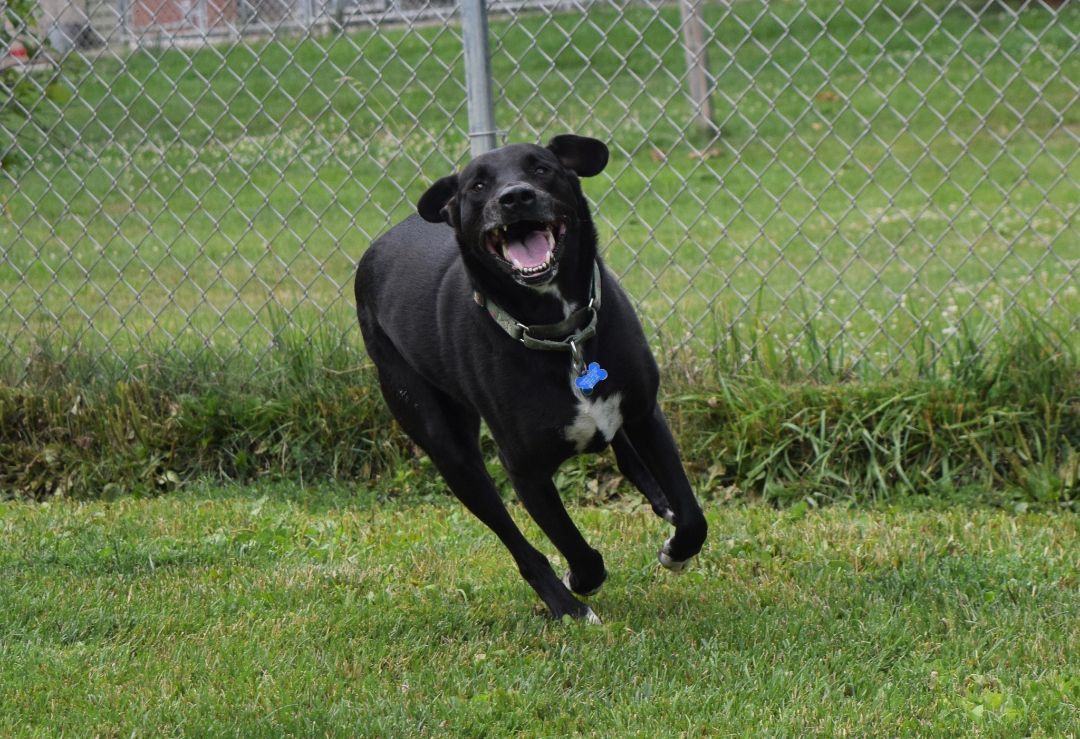 Zeke, a Adoptable Mixed Breed in Tomah, WI image 3/6