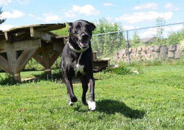 Zeke, a Adoptable Mixed Breed in Tomah, WI image 6/6