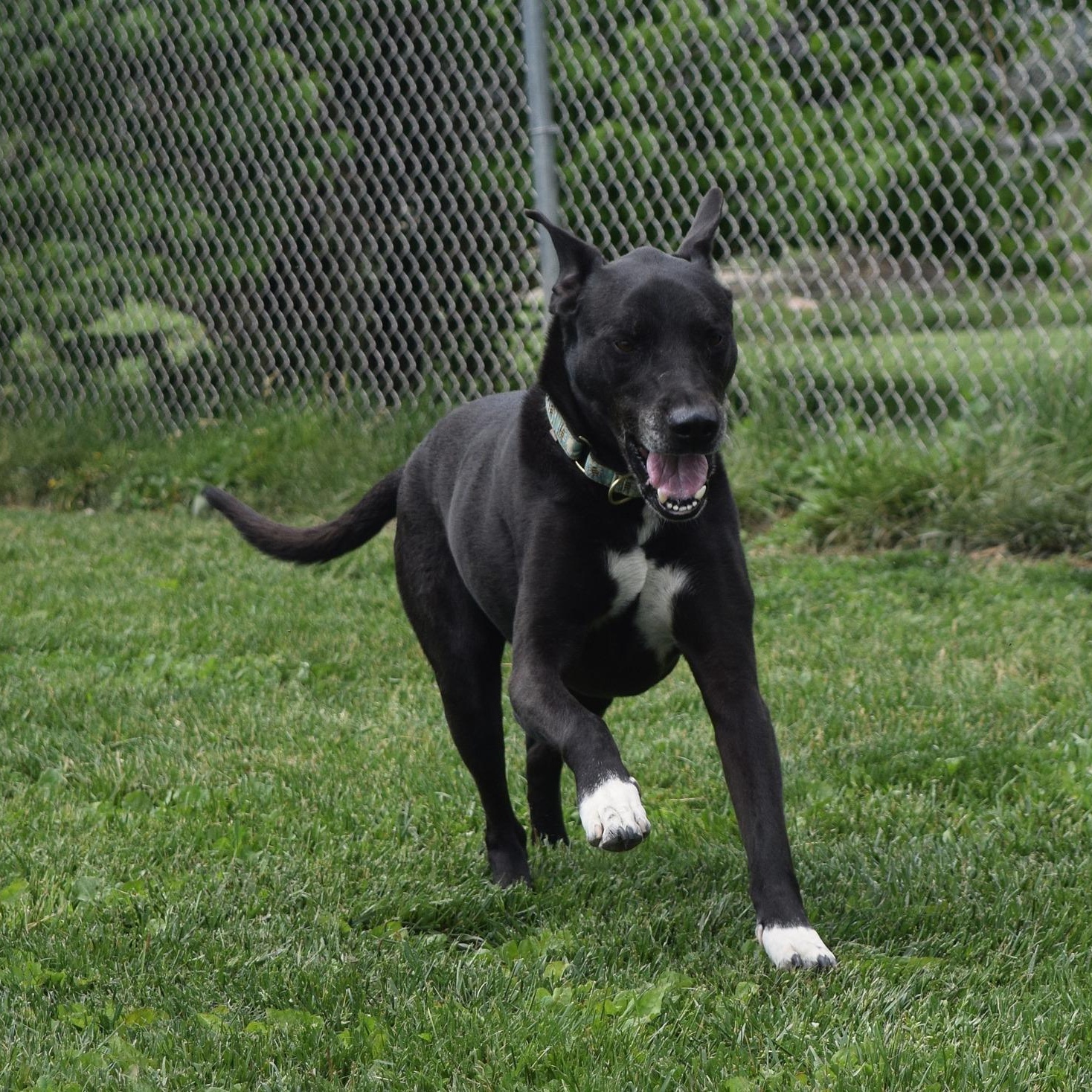 Zeke, a Adoptable Mixed Breed in Tomah, WI image 1/6
