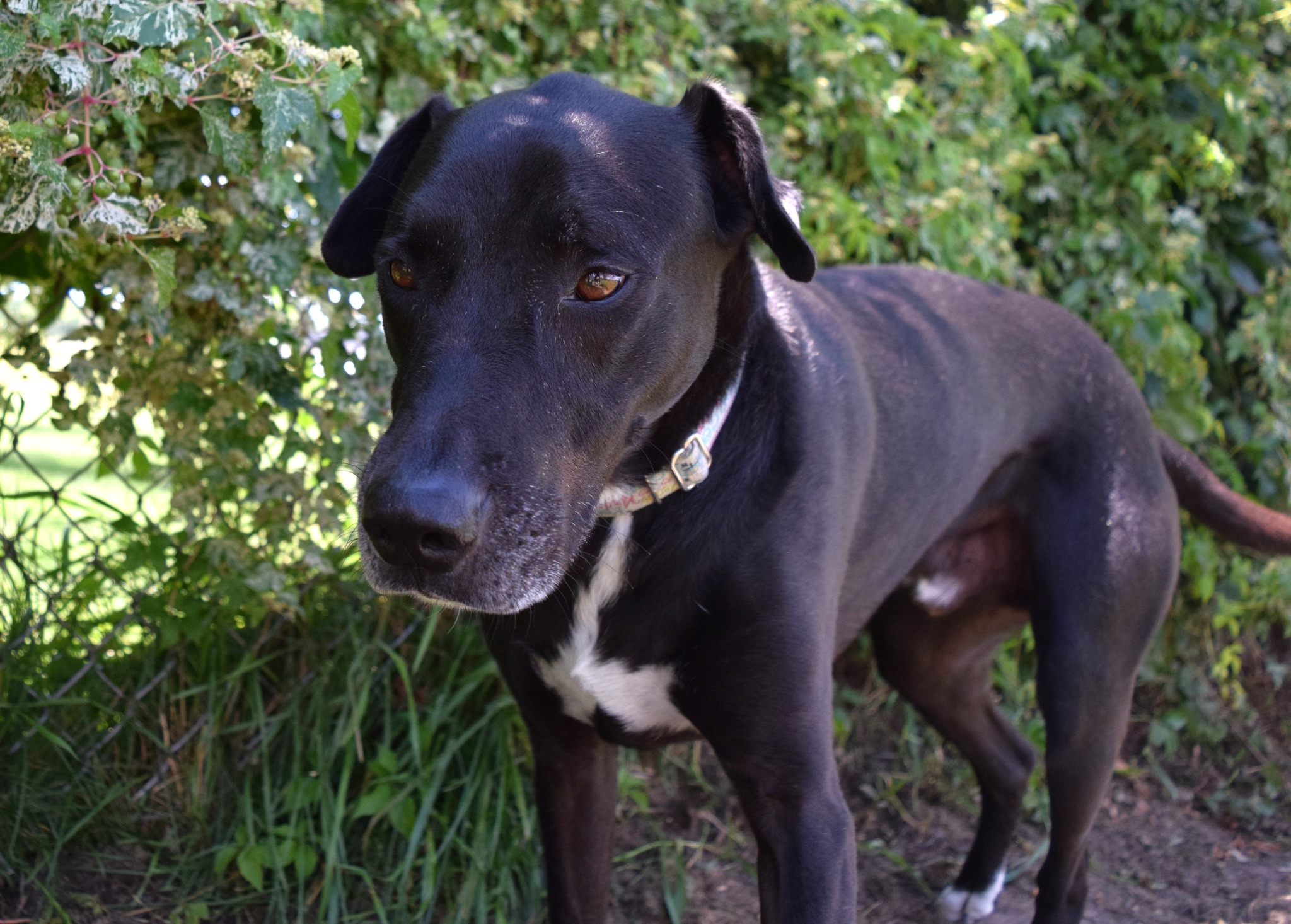 Zeke, a Adoptable Mixed Breed in Tomah, WI image 5/6