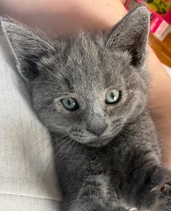 Carrie, Adoptable, Young Female Domestic Short Hair.