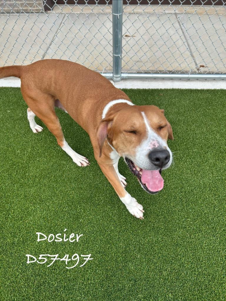 Dosier, Adoptable, Adult Male Hound.