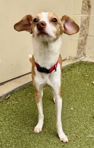 Enlarge STUART, a Adoptable Chihuahua in Dedham, MA image 1/1
