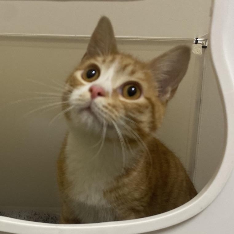 Ginkgo, Adoptable, Young Male Domestic Medium Hair.