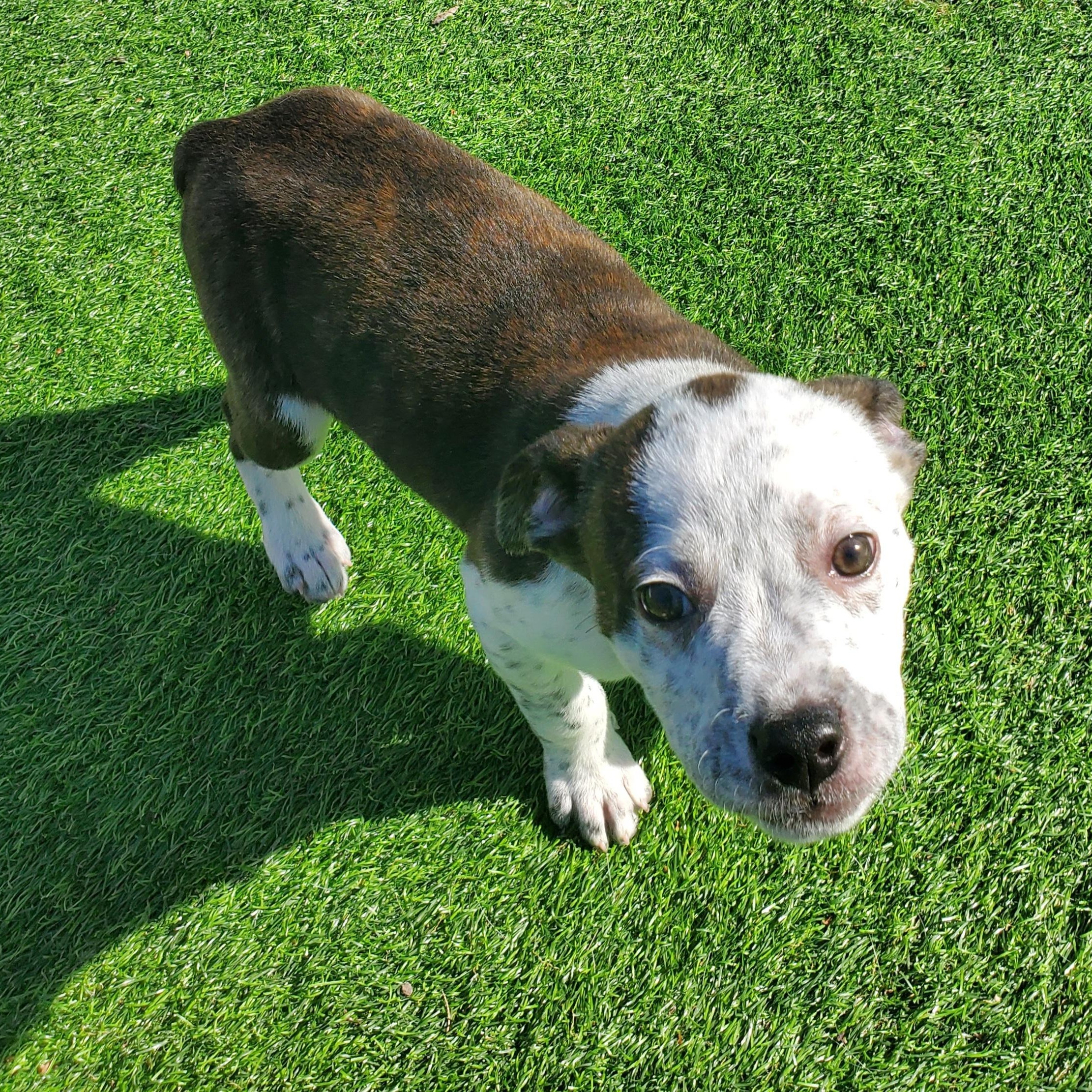 Enlarge Cindy, a Adoptable mixed breed in Blairstown, NJ image 3/6