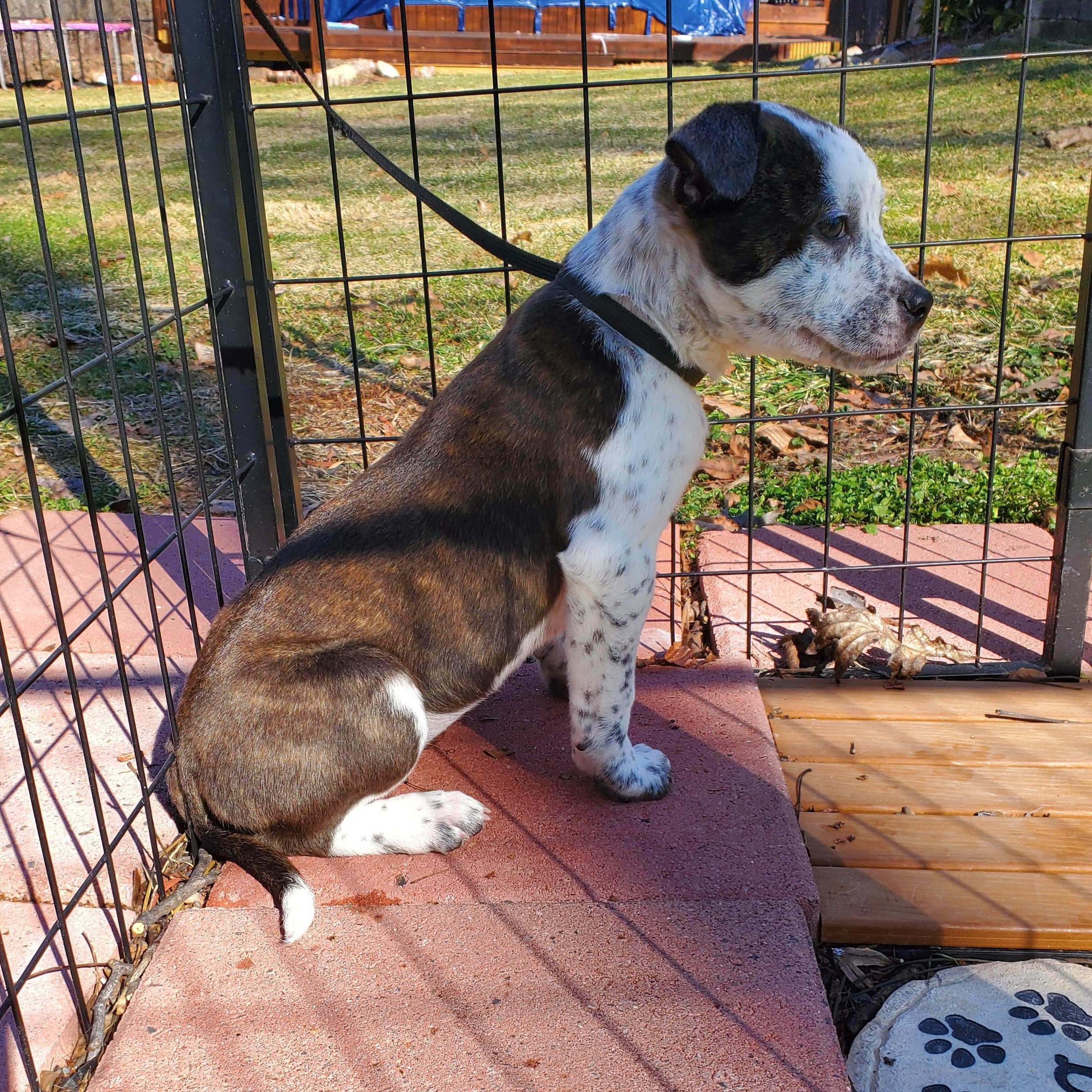 Enlarge Cindy, a Adoptable mixed breed in Blairstown, NJ image 1/6