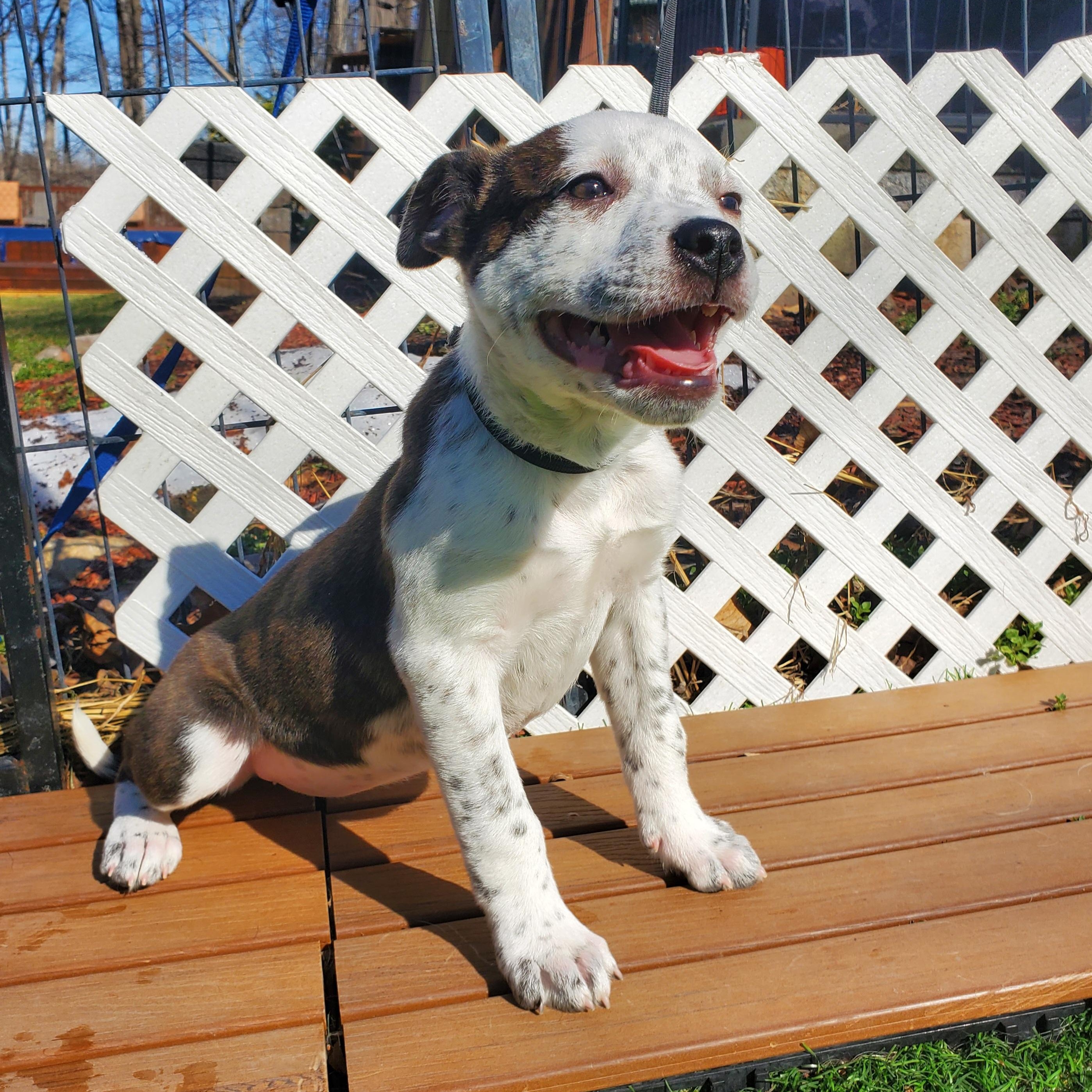 Enlarge Cindy, a Adoptable mixed breed in Blairstown, NJ image 4/6