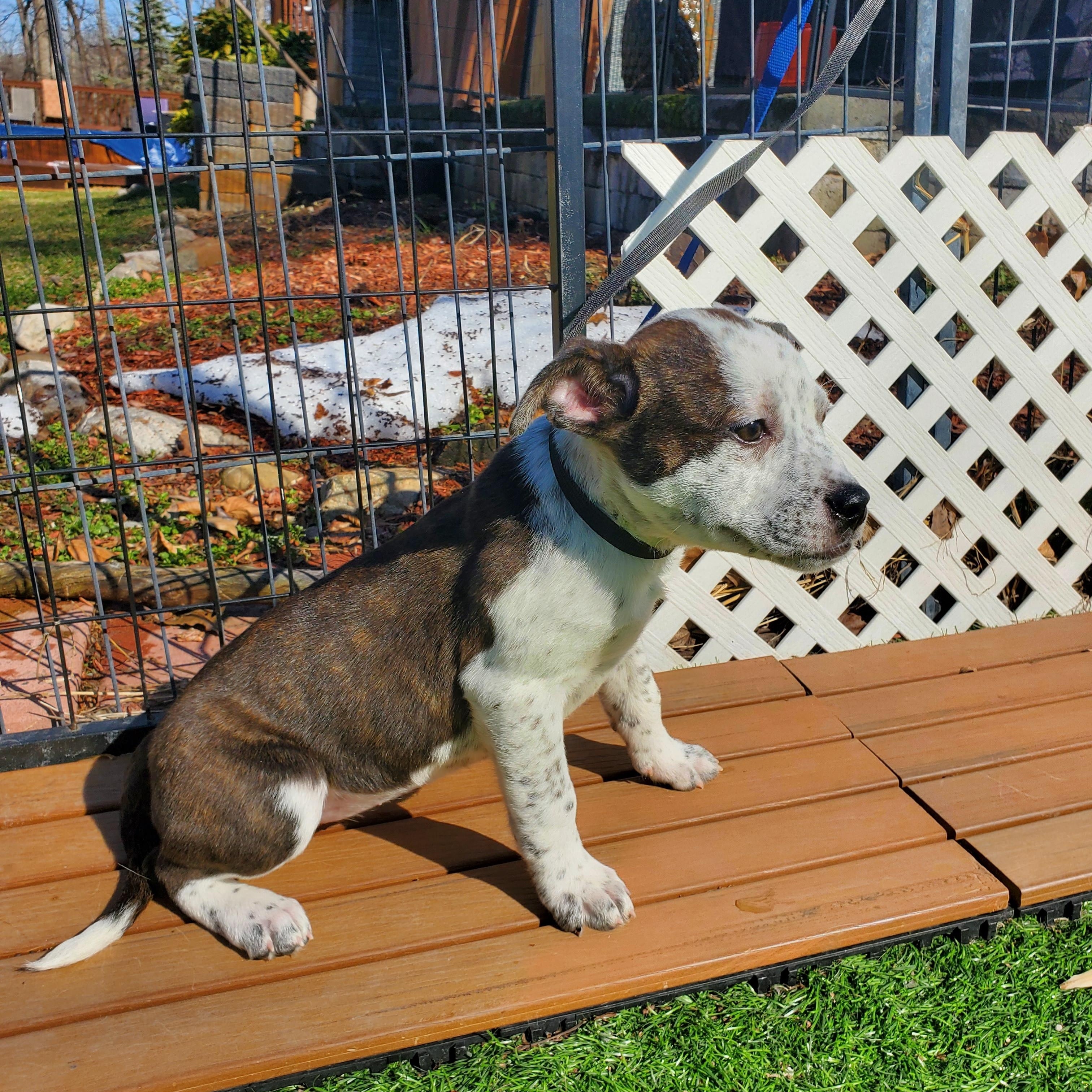 Enlarge Cindy, a Adoptable mixed breed in Blairstown, NJ image 5/6