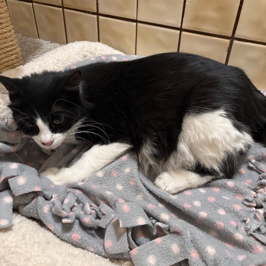 Ladybug, Adoptable, Young Female Domestic Medium Hair.