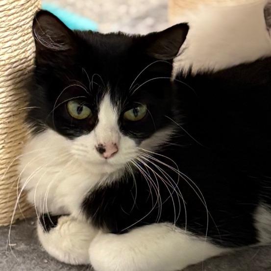 Enlarge Ladybug, a Adoptable Domestic Medium Hair in St. Paul, MN image 2/4