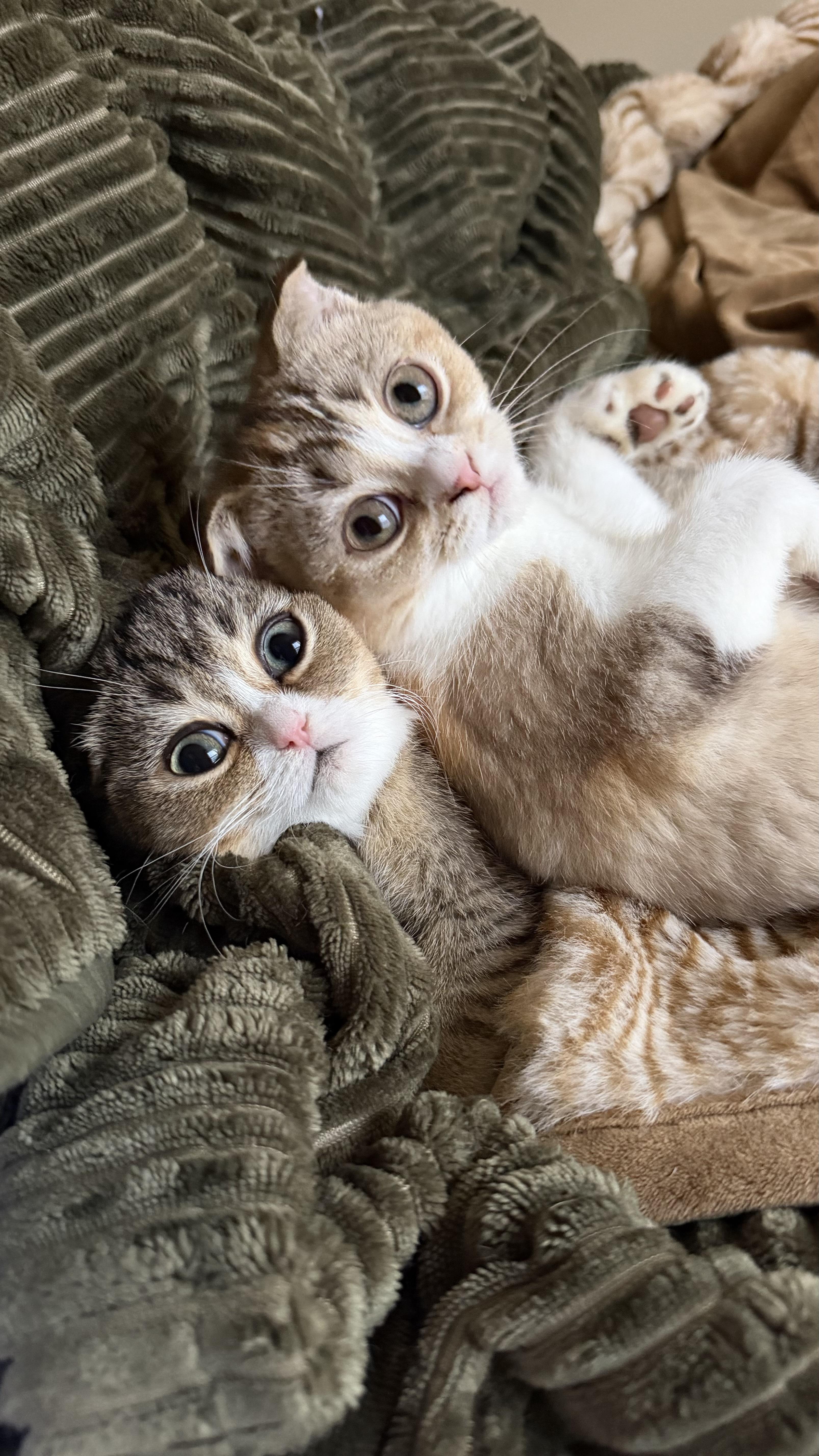 Enlarge Beaver and Perdita, a Adoptable Scottish Fold in Brooklyn, NY image 5/5