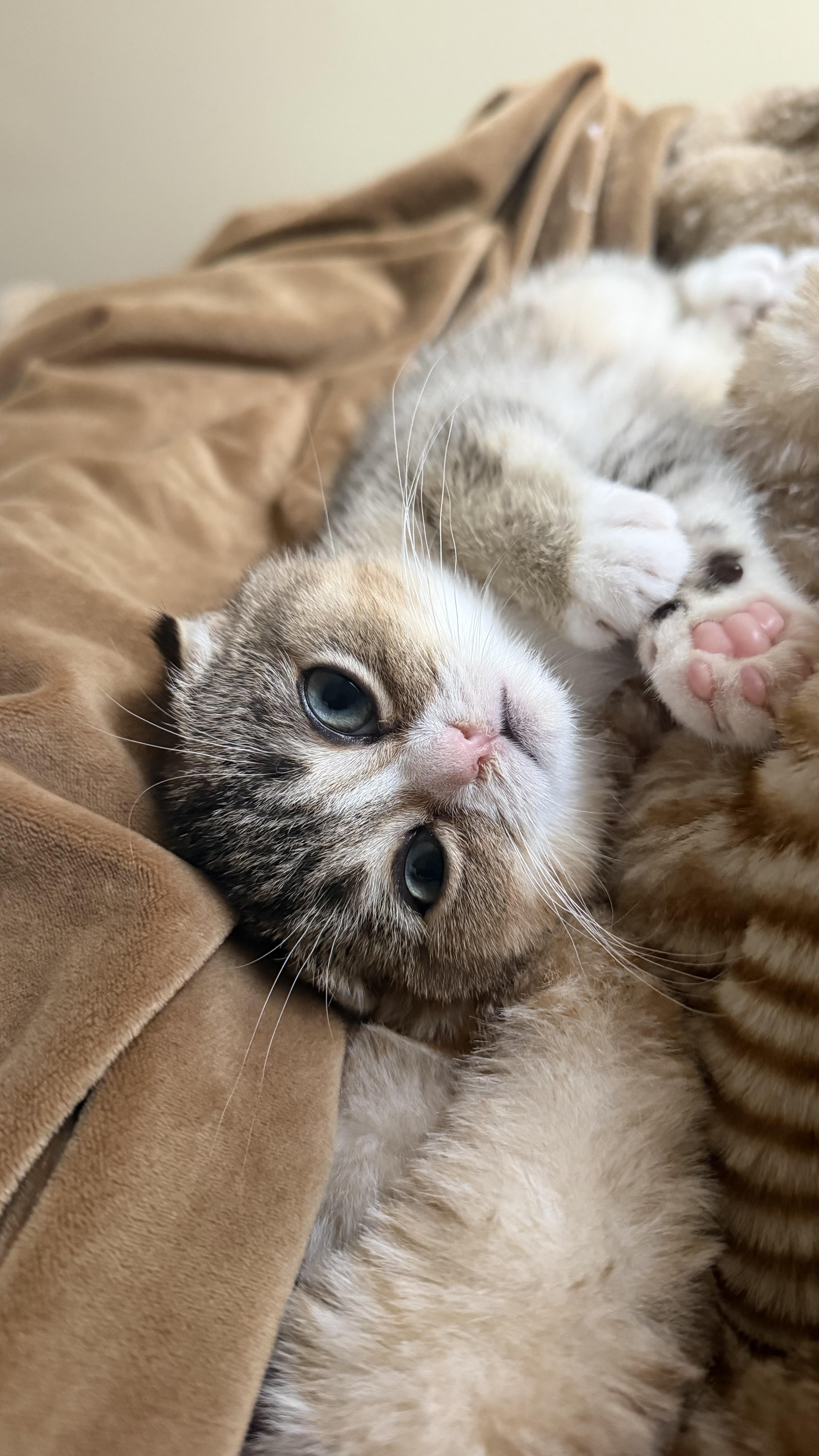 Enlarge Beaver and Perdita, a Adoptable Scottish Fold in Brooklyn, NY image 3/5