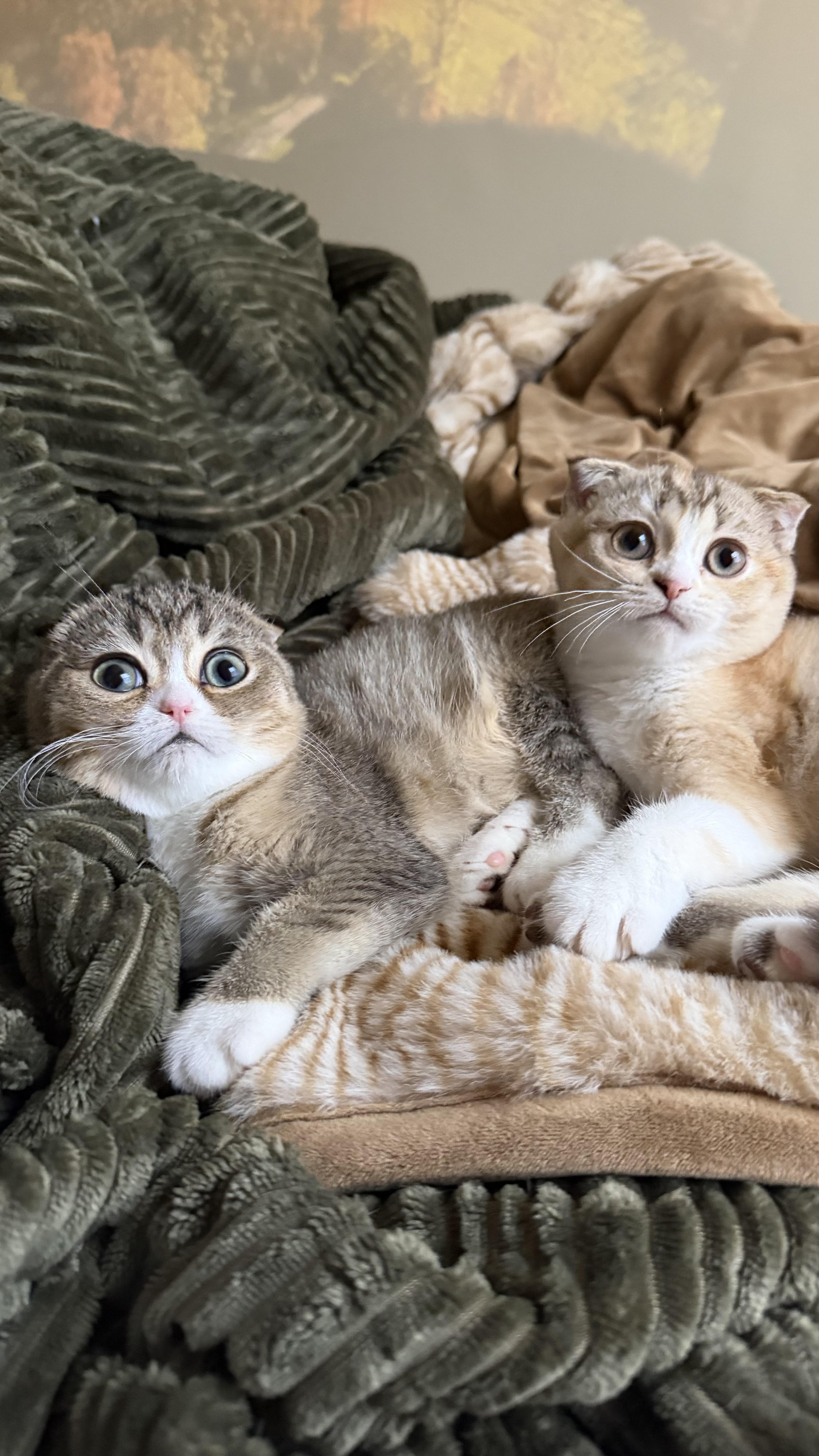 Beaver and Perdita, Adoptable, Kitten Female Scottish Fold.