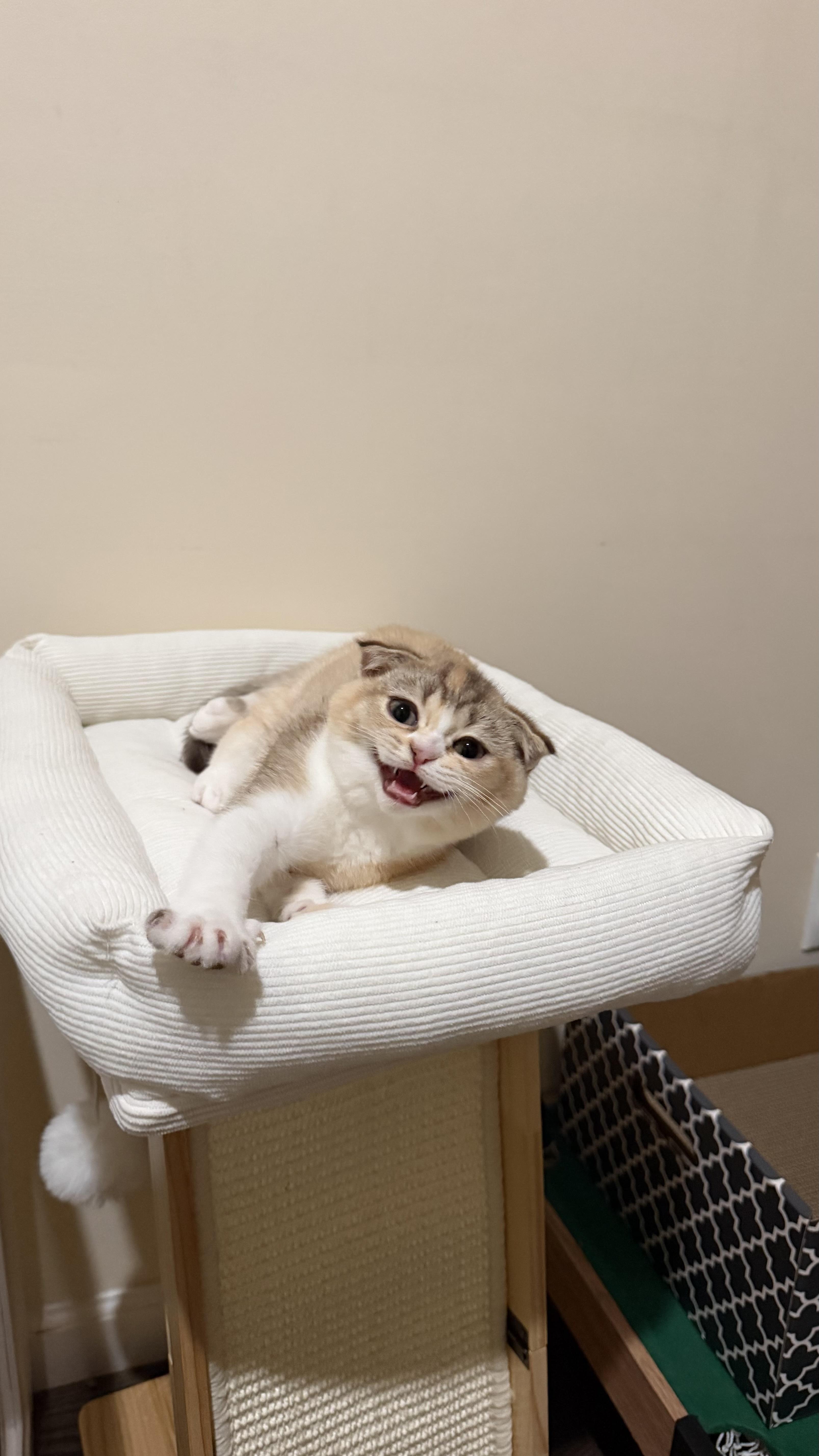 Enlarge Beaver and Perdita, a Adoptable Scottish Fold in Brooklyn, NY image 2/5