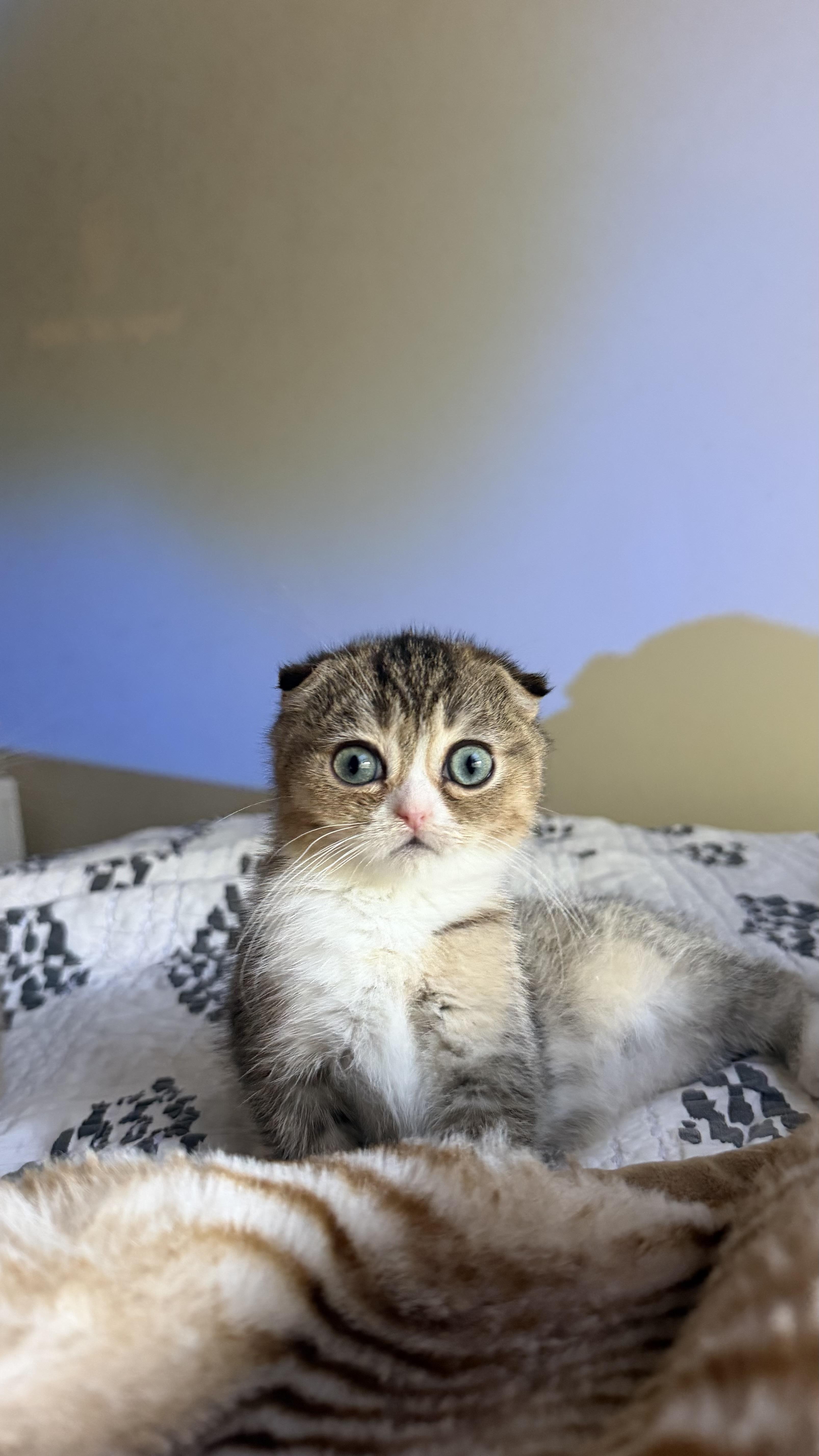 Enlarge Beaver and Perdita, a Adoptable Scottish Fold in Brooklyn, NY image 4/5