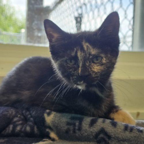 Moana, Adoptable, Kitten Female Domestic Short Hair.