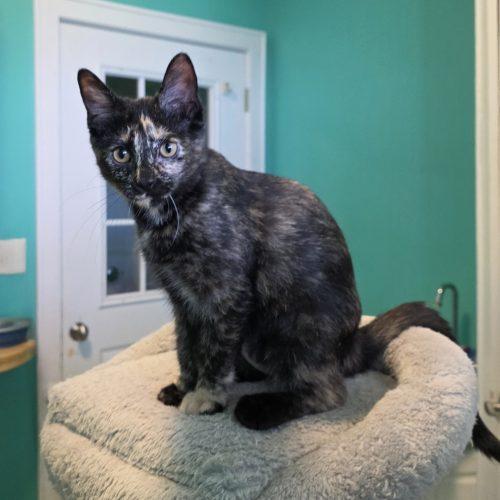 Enlarge Moana, a Adoptable Domestic Short Hair in Elizabeth, IL image 2/5