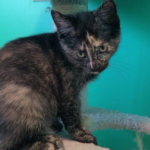 Enlarge Moana, a Adoptable Domestic Short Hair in Elizabeth, IL image 3/5