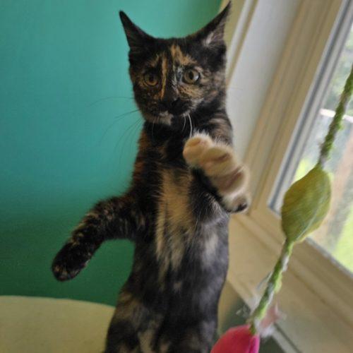 Enlarge Moana, a Adoptable Domestic Short Hair in Elizabeth, IL image 4/5