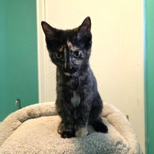 Enlarge Moana, a Adoptable Domestic Short Hair in Elizabeth, IL image 5/5