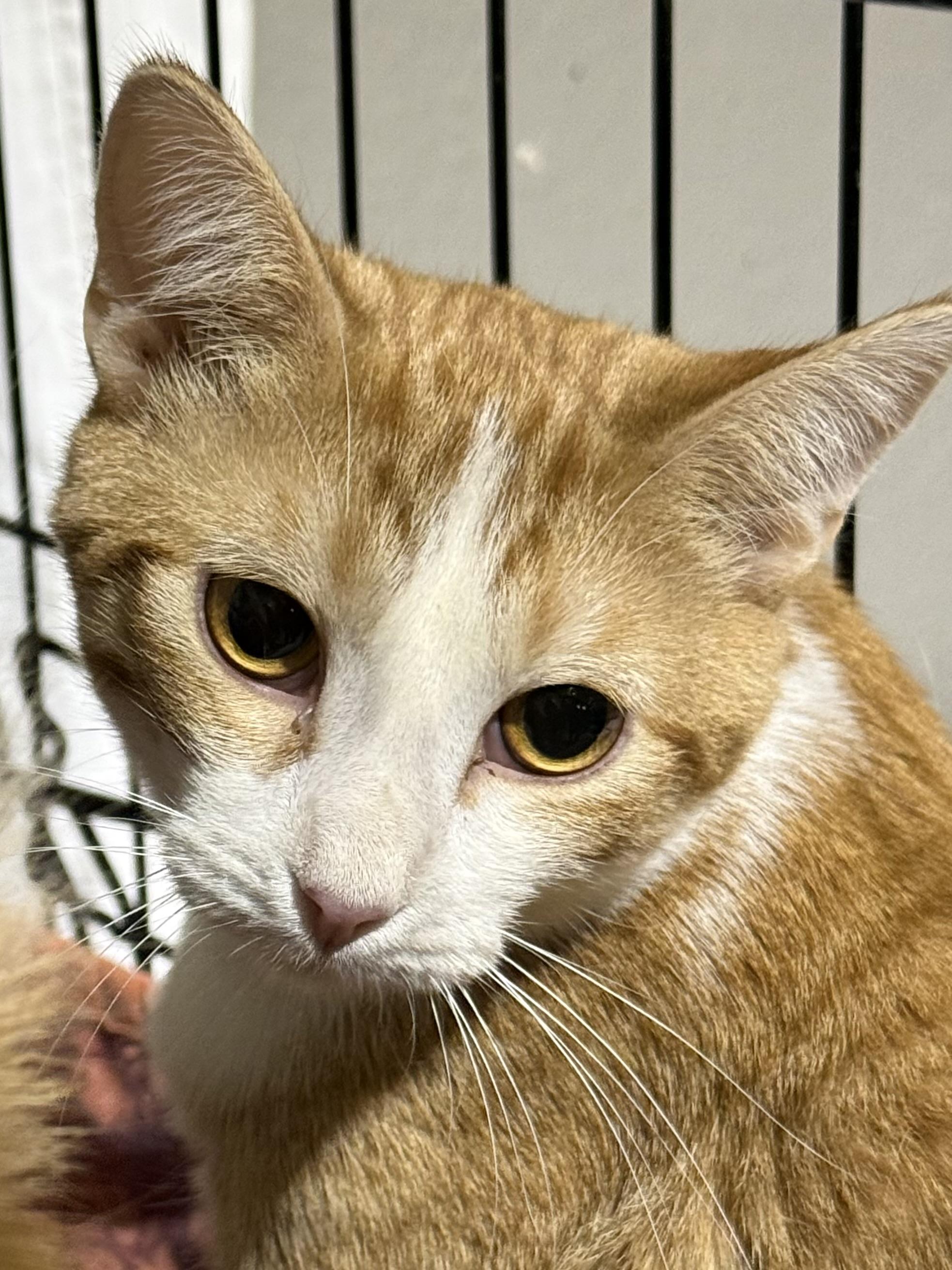 Enlarge JAMES WHITCOMB RILEY, a ADOPTABLE Tabby in Lake Ozark, MO image 2/2