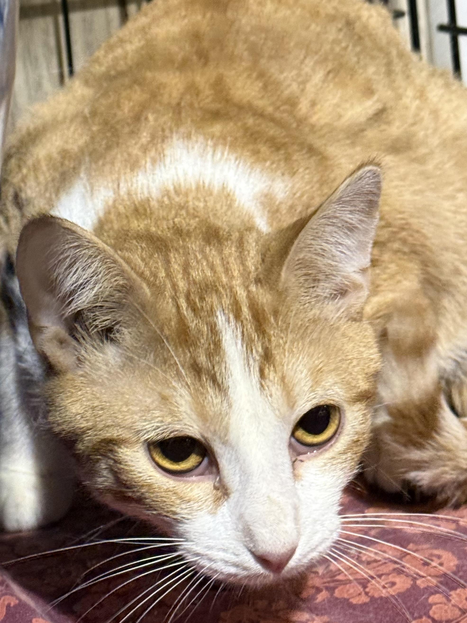 Enlarge JAMES WHITCOMB RILEY, a ADOPTABLE Tabby in Lake Ozark, MO image 1/2