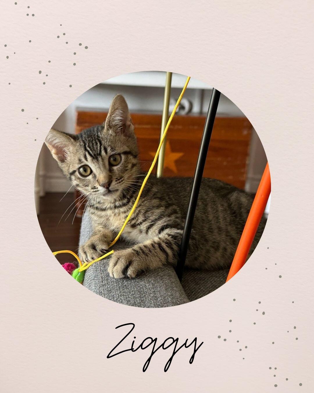 Enlarge ZIGGY, an adopted mixed breed in Coquitlam, BC image 1/1