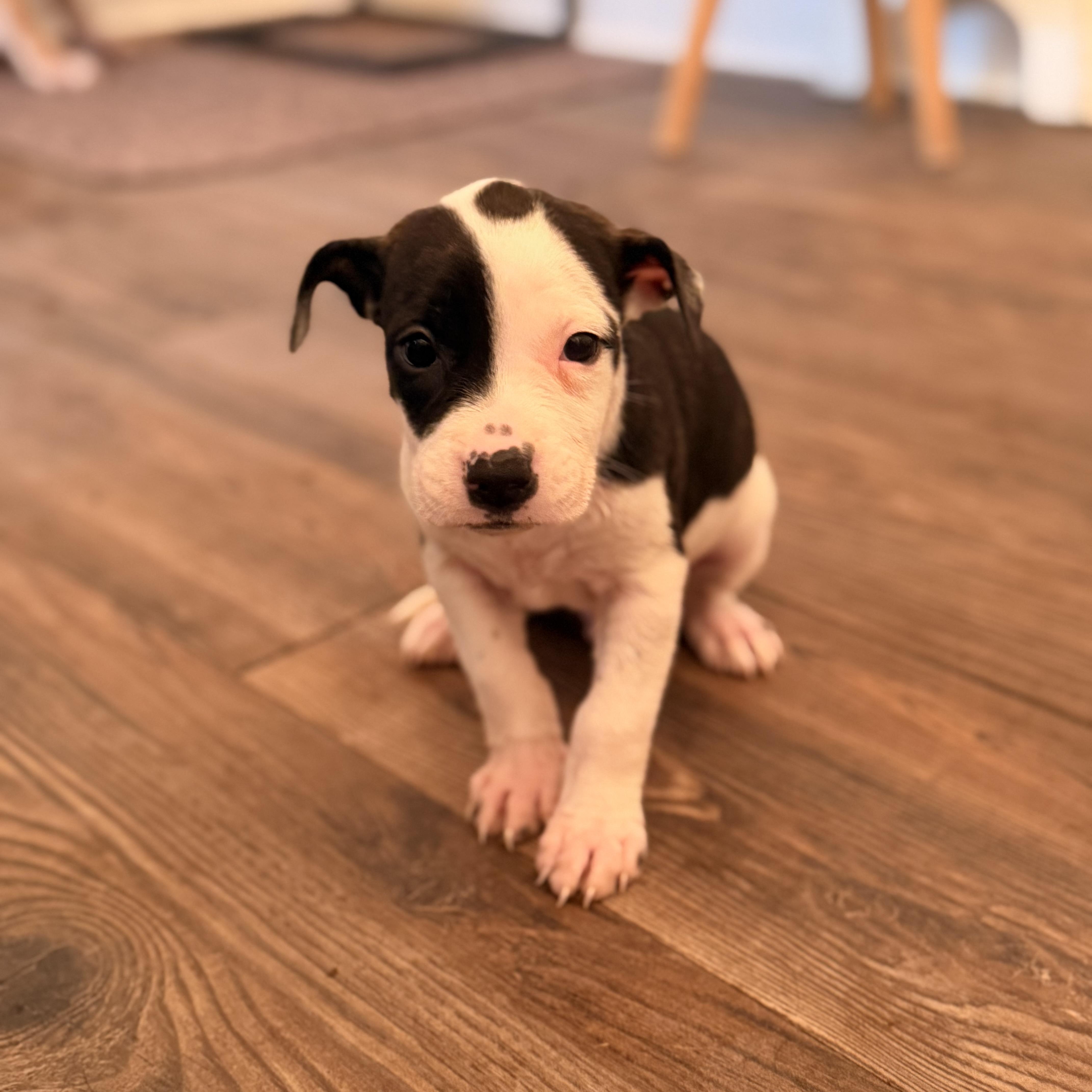 Enlarge Luigi, a Adopted mixed breed in Romeoville , IL image 2/5