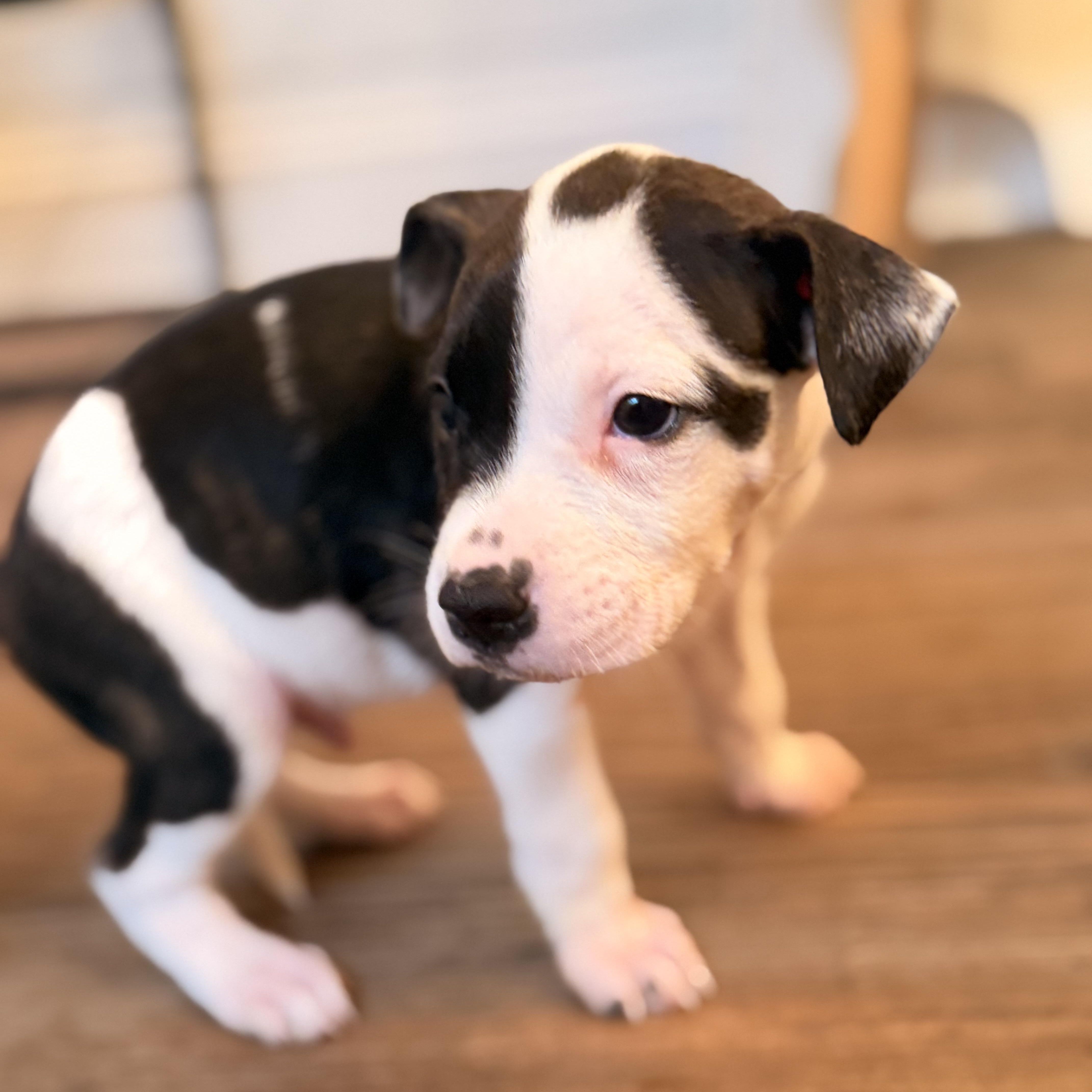 Enlarge Luigi, a Adopted mixed breed in Romeoville , IL image 3/5