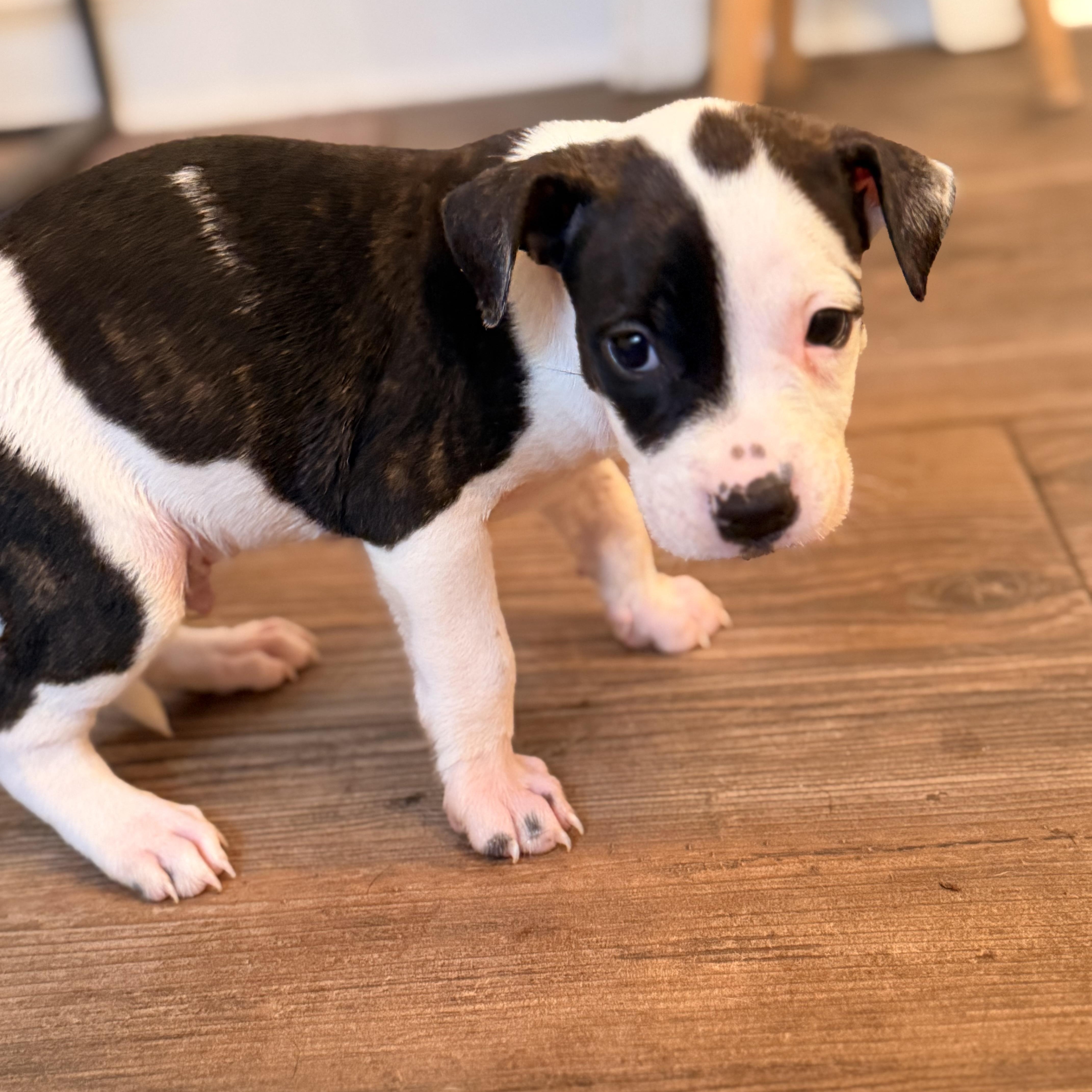 Enlarge Luigi, a Adopted mixed breed in Romeoville , IL image 1/5