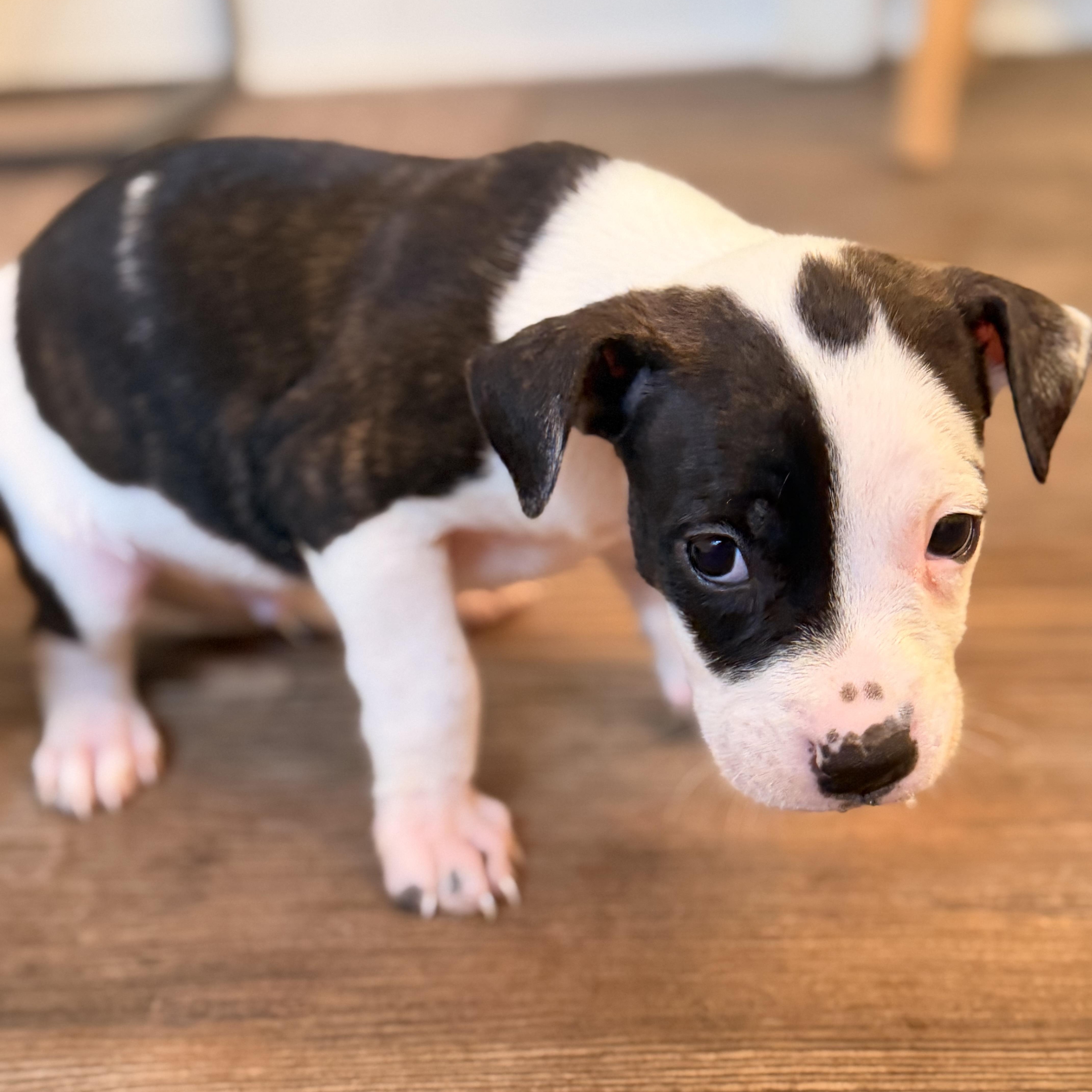 Enlarge Luigi, a Adopted mixed breed in Romeoville , IL image 4/5