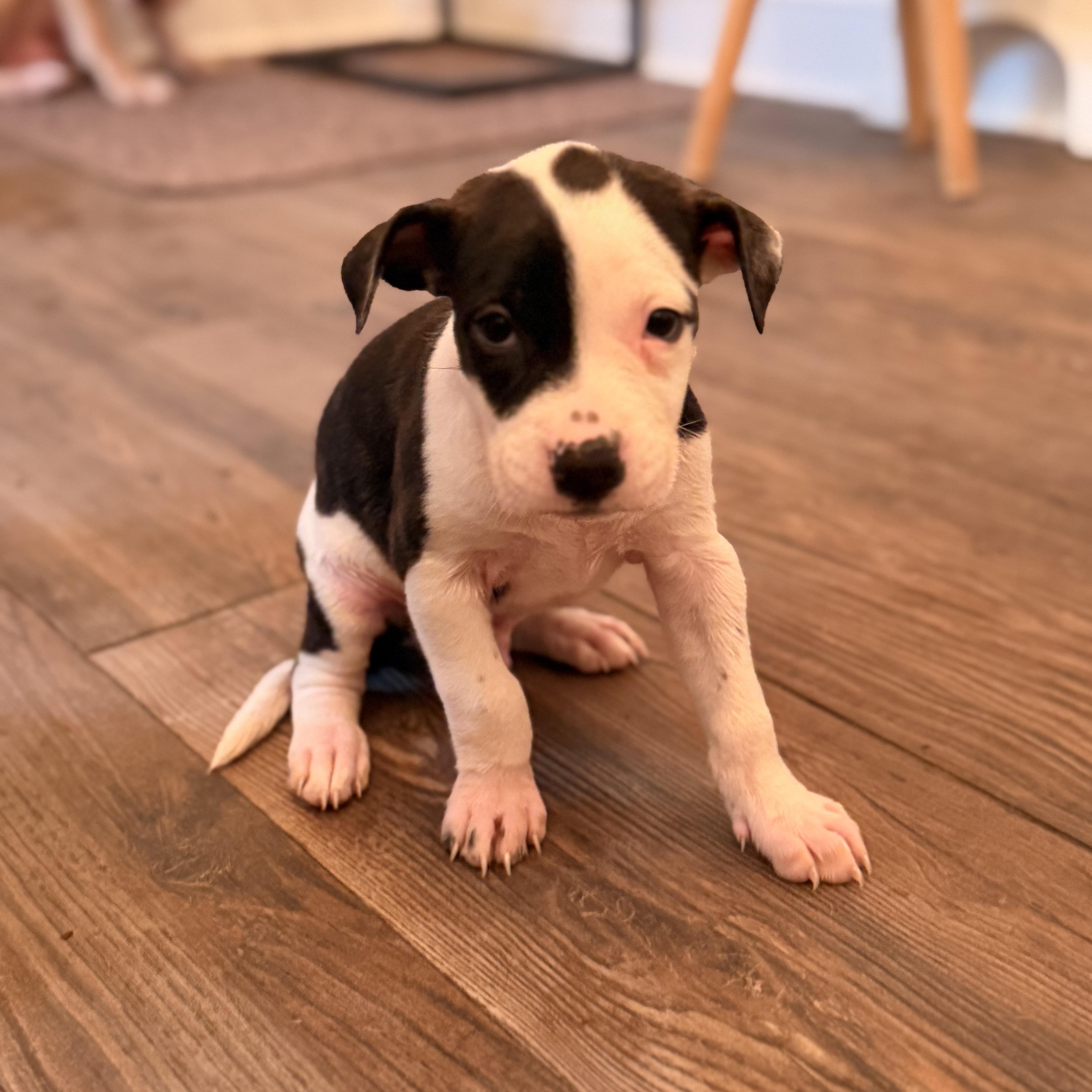 Enlarge Luigi, a Adopted mixed breed in Romeoville , IL image 5/5