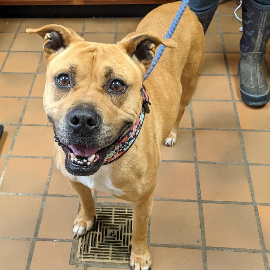 KiKi, a Adoptable Mixed Breed in Huntington, WV image 1/6