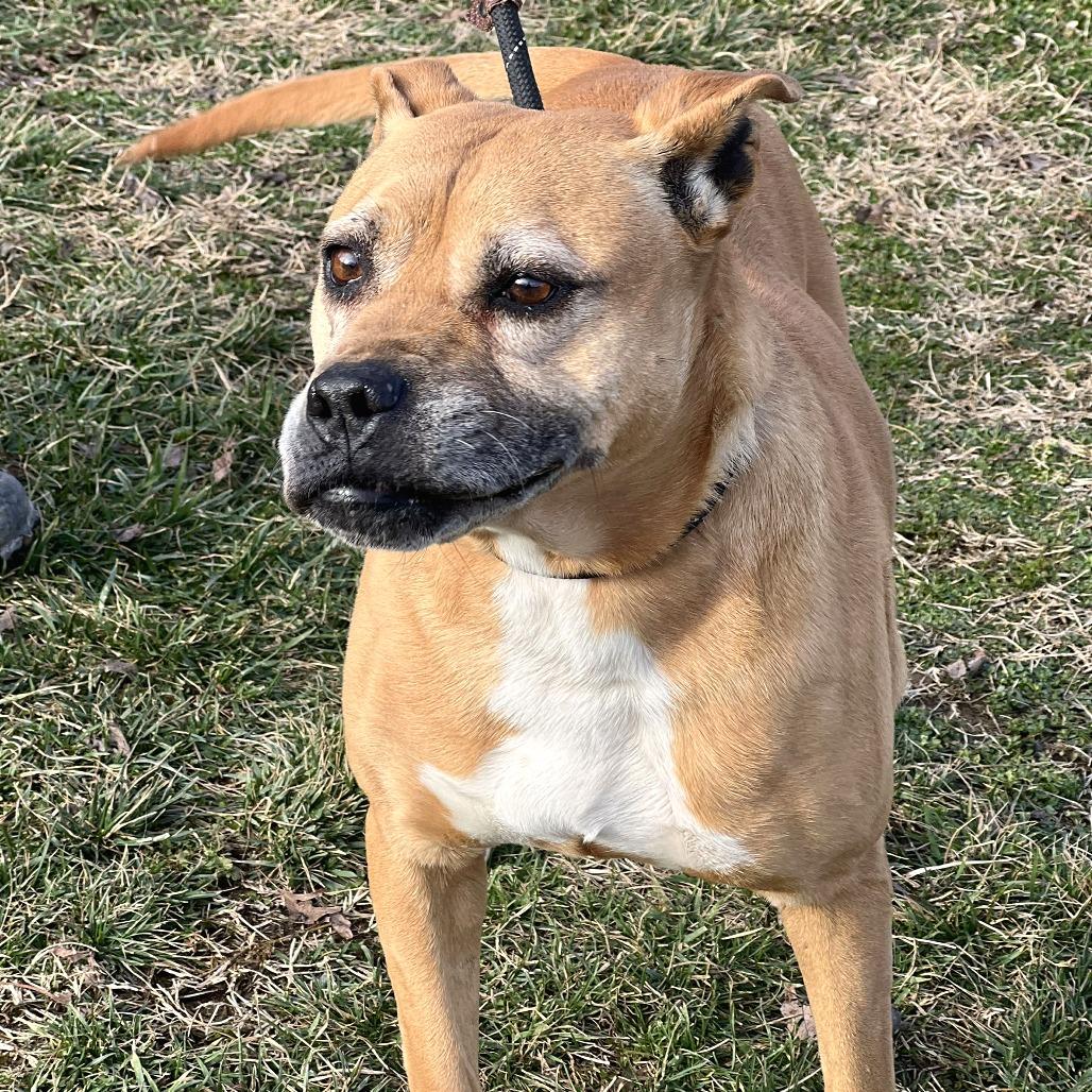 KiKi, a Adoptable Mixed Breed in Huntington, WV image 2/6