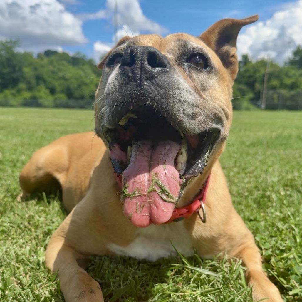 KiKi, a Adoptable Mixed Breed in Huntington, WV image 3/6