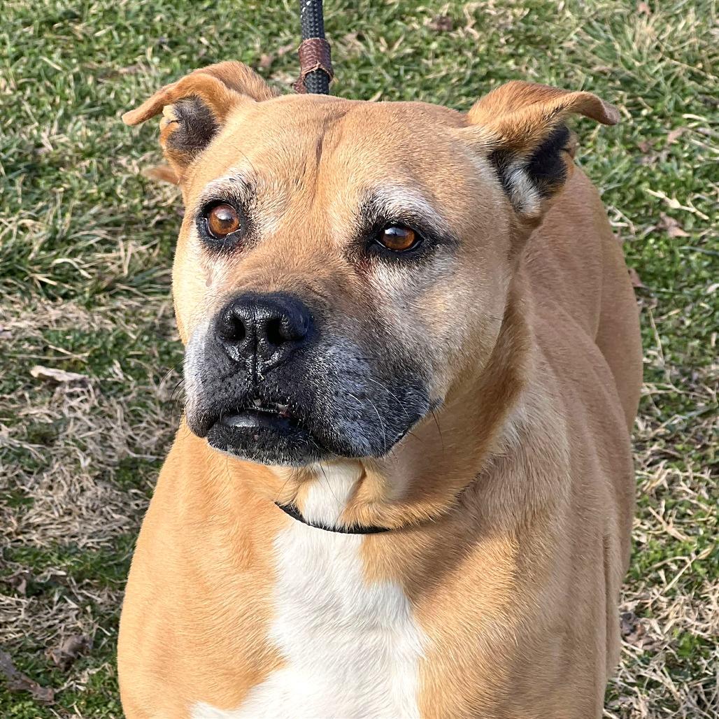 KiKi, a Adoptable Mixed Breed in Huntington, WV image 4/6