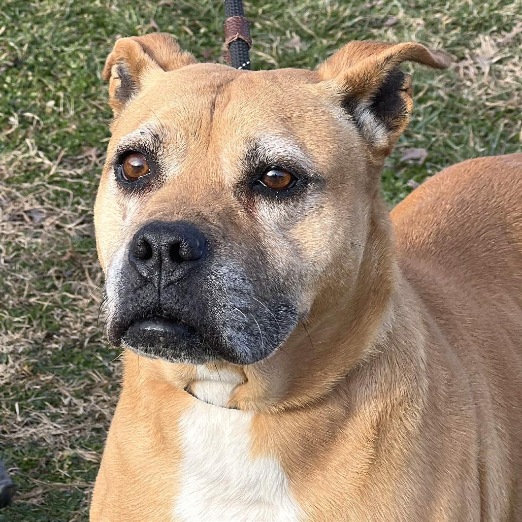 KiKi, a Adoptable Mixed Breed in Huntington, WV image 5/6