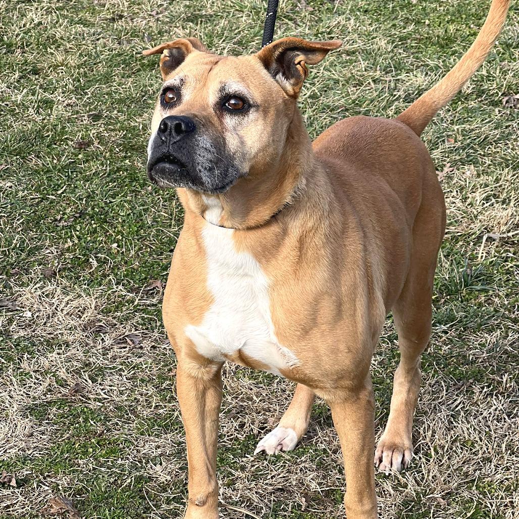 KiKi, a Adoptable Mixed Breed in Huntington, WV image 6/6
