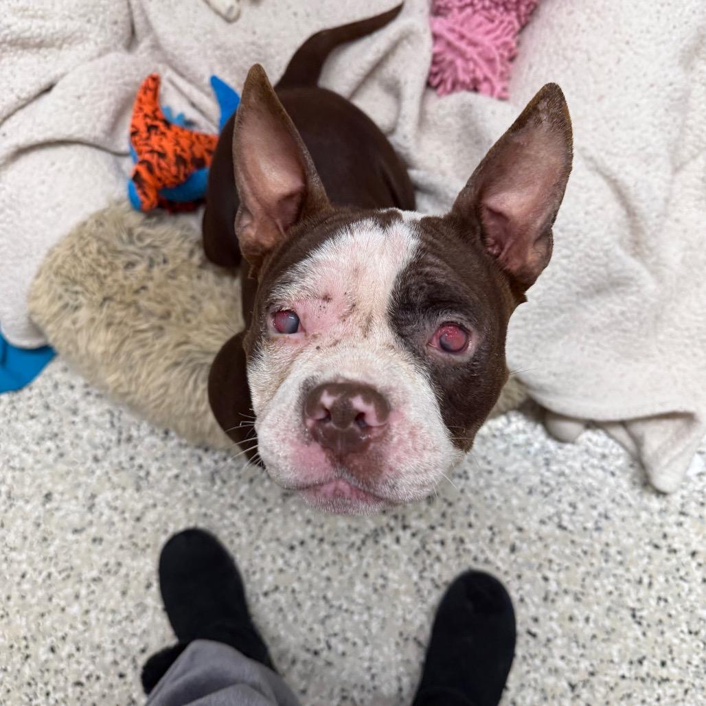 Indigo, Adoptable, Adult Female Pit Bull Terrier.