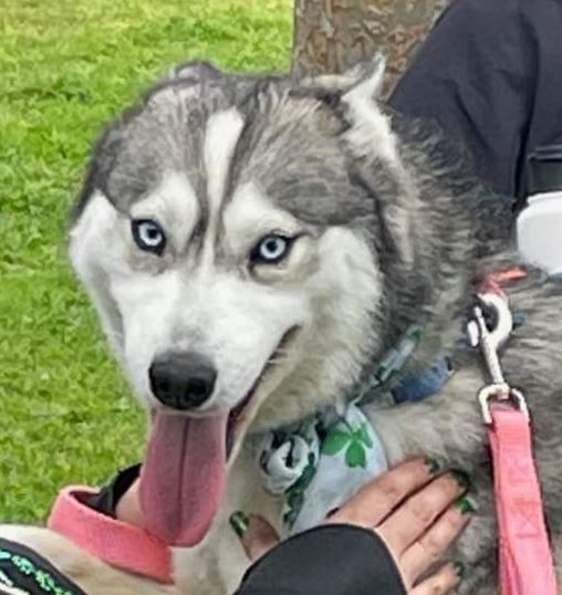 HARMONY, a Adoptable Siberian Husky in Valencia, CA image 1/2