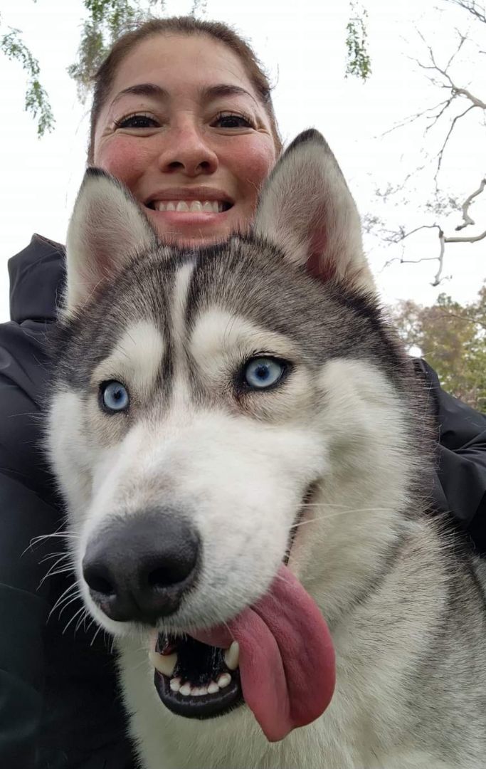 HARMONY, a Adoptable Siberian Husky in Valencia, CA image 2/2