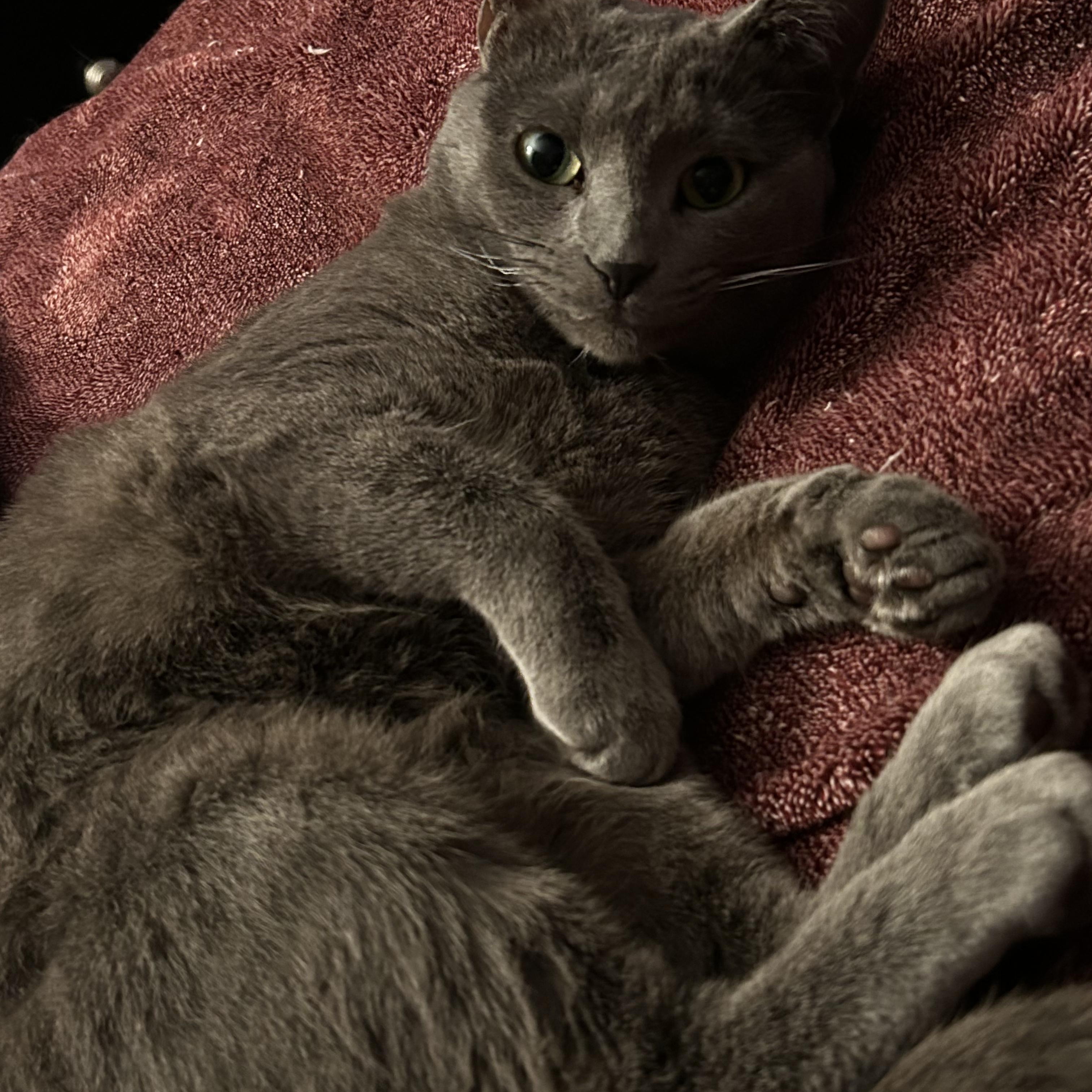 Candy, Adult Female Domestic Short Hair