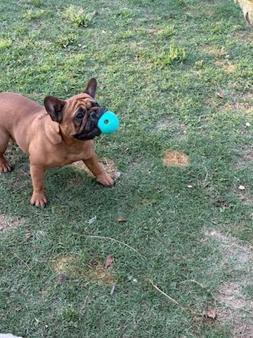 Enlarge Luna, a ADOPTABLE French Bulldog in North Augusta, SC image 2/3