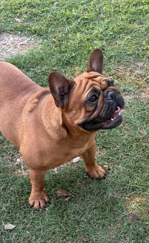 Enlarge Luna, a ADOPTABLE French Bulldog in North Augusta, SC image 3/3