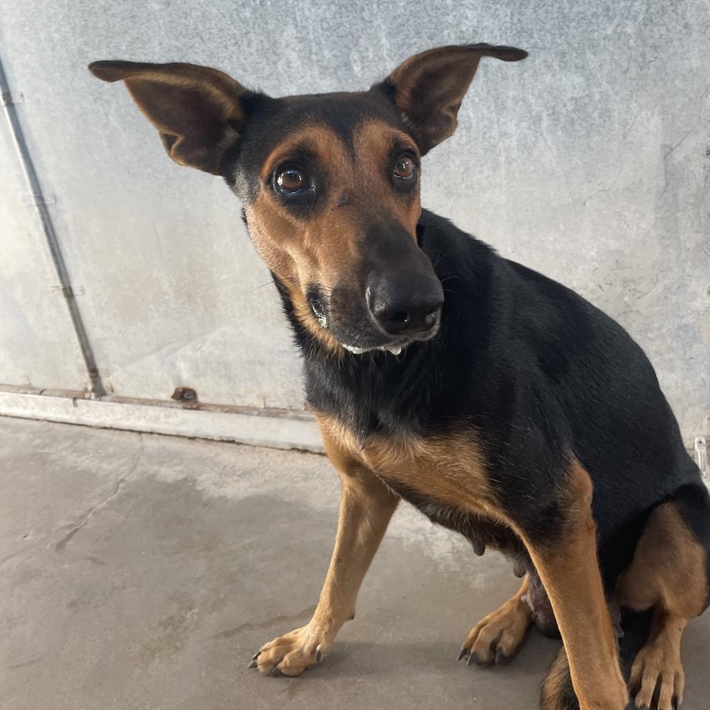 Starburst thumbnail 2