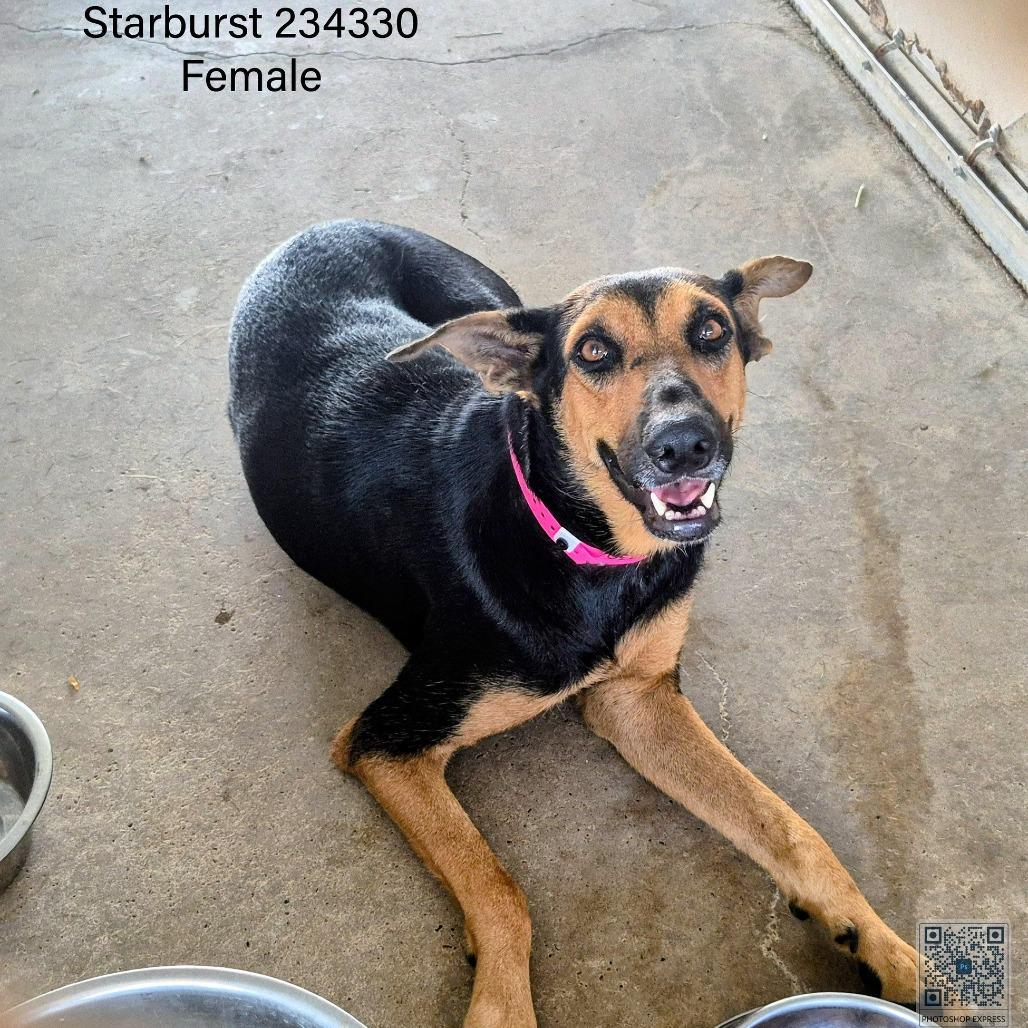 Starburst thumbnail 3